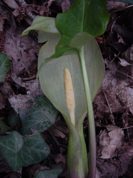 Arum italicum